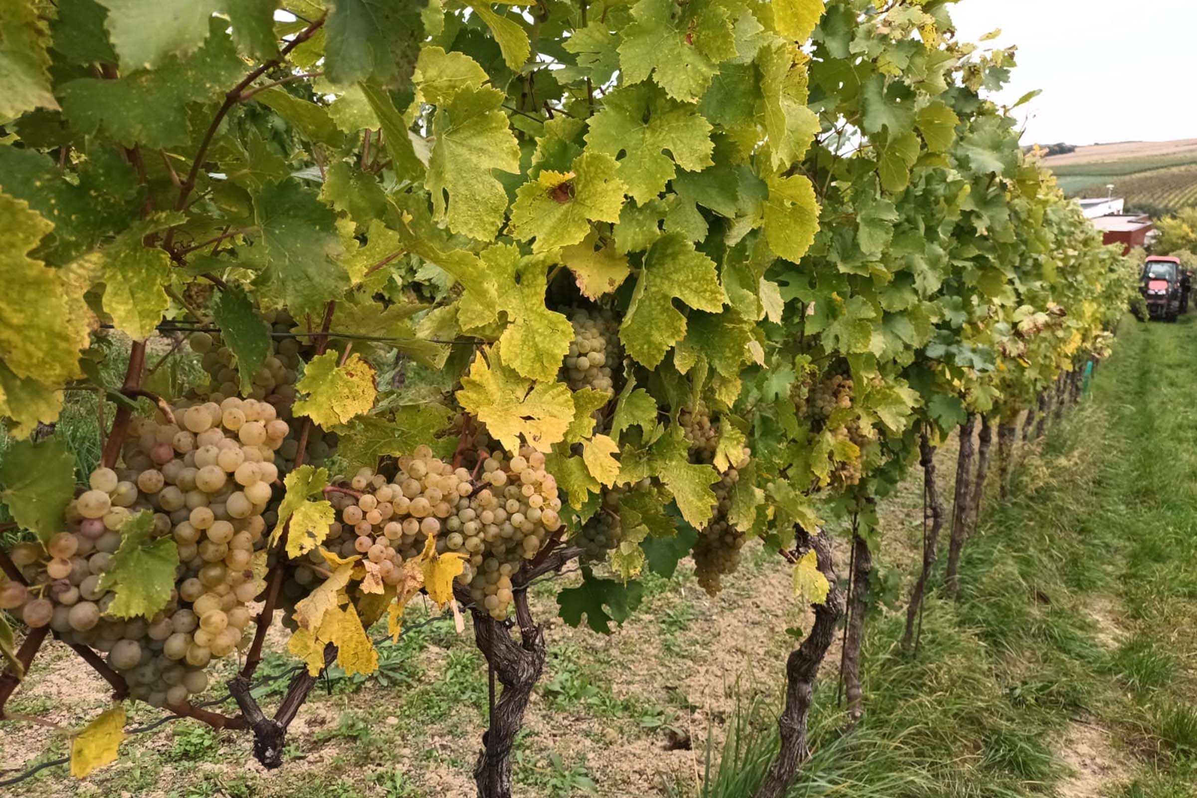 Weinlese 2025