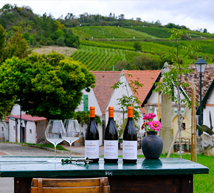 Weintour Weinviertel Pic 2